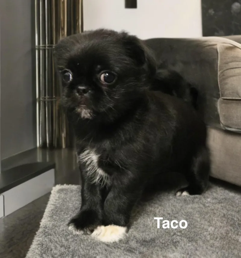 Taco thumbnail 3