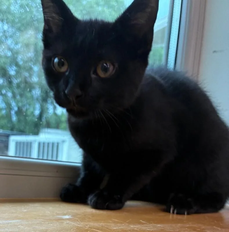 A young medium-sized male Black Domestic Short Hair cat named Rye for adoption in Disputanta, VA