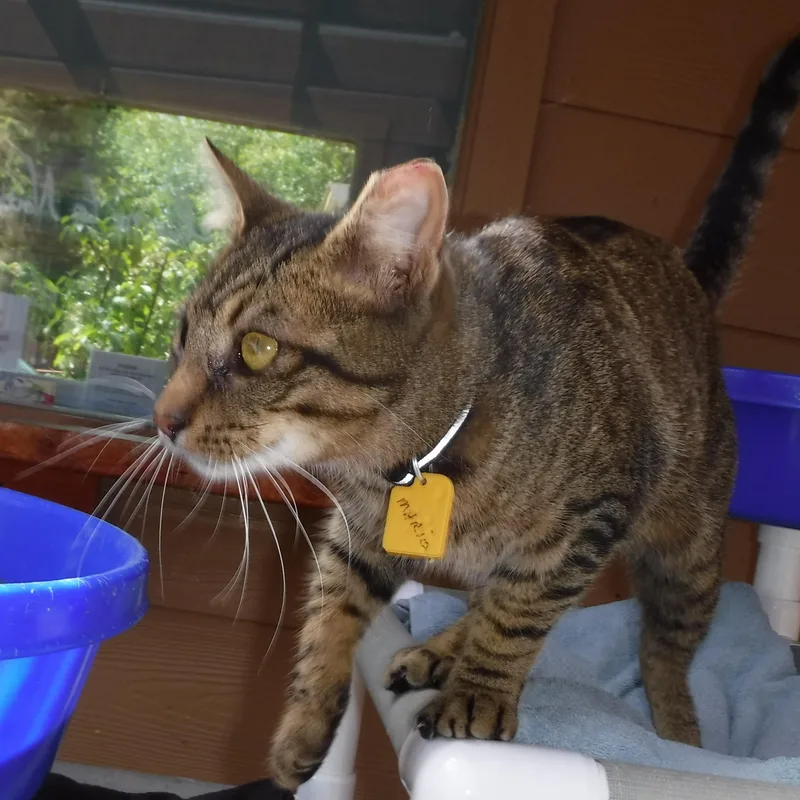 An adult medium-sized male Tabby (Buff / Tan / Fawn) Tabby cat named Mario Handsome And for adoption in Hoquiam, WA