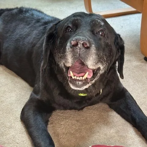 A senior large-sized male Black Labrador Retriever dog named Barley for adoption in Chapel Hill, NC