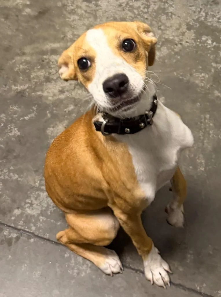 A baby small-sized female Mixed Breed dog named Sandi for adoption in Henderson, NC