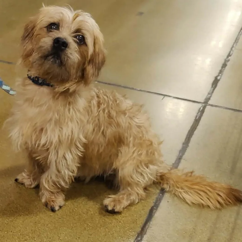 A young small-sized male Yellow / Tan / Blond / Fawn Yorkie Poo dog named Max for adoption in Marana, AZ