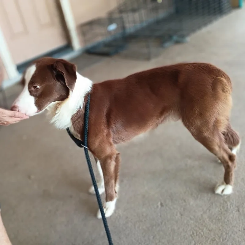 A young medium-sized male Australian Shepherd dog named Chip  Smart  for adoption in Houston, TX