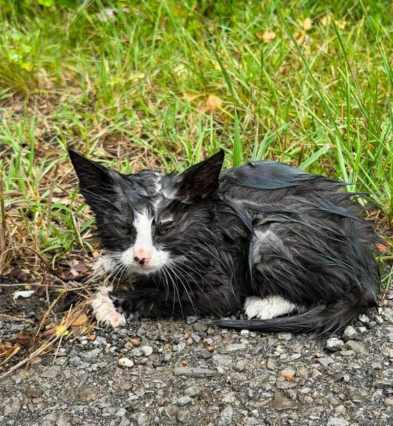 A baby small-sized male Black & White / Tuxedo Domestic Short Hair cat named Winston for adoption in Clarksville, TN