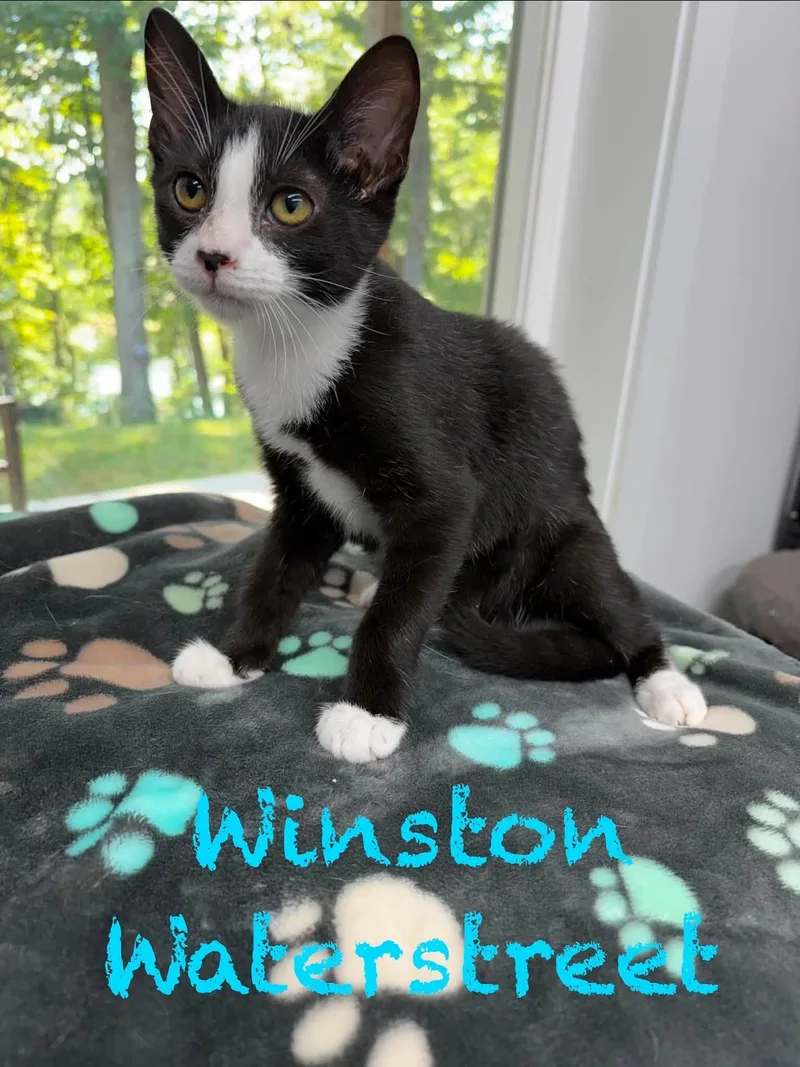 Winston thumbnail 2