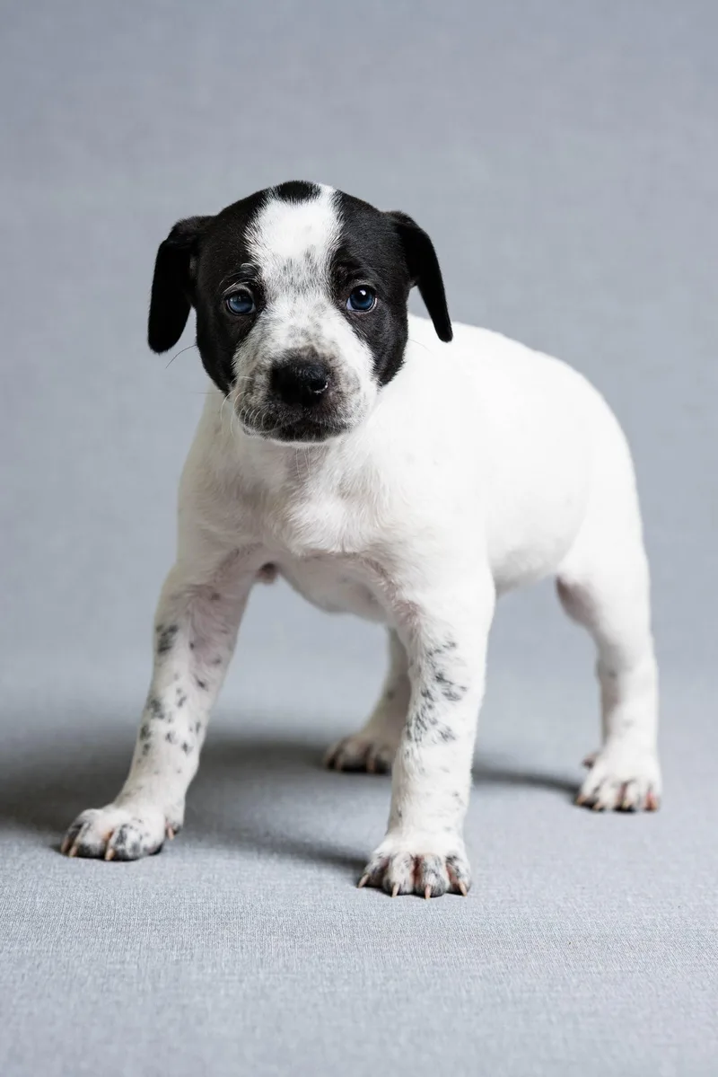 A baby large-sized female Mixed Breed dog named Tova for adoption in Oregon, OH