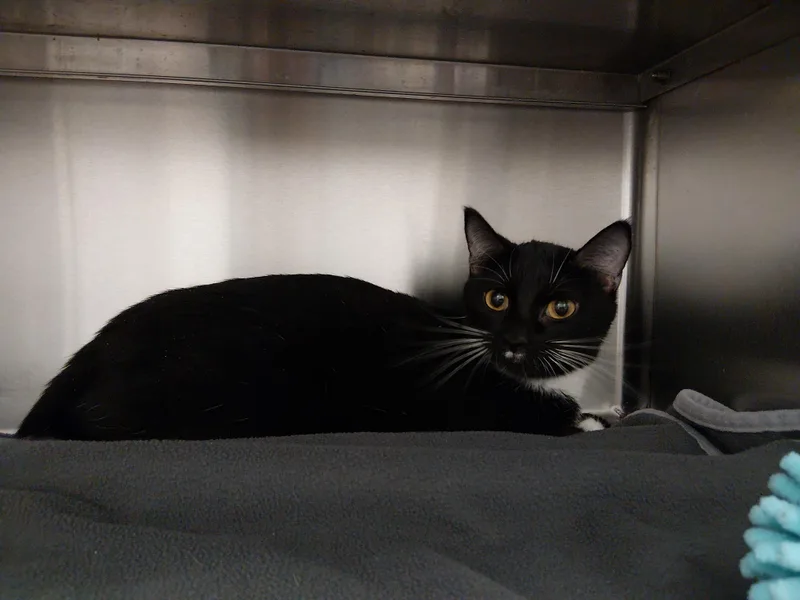 An adult medium-sized female Domestic Short Hair cat named Found for adoption in Liberty, MO