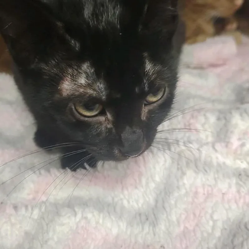 A baby small-sized female Black Domestic Short Hair cat named Jolene for adoption in Ashtabula, OH