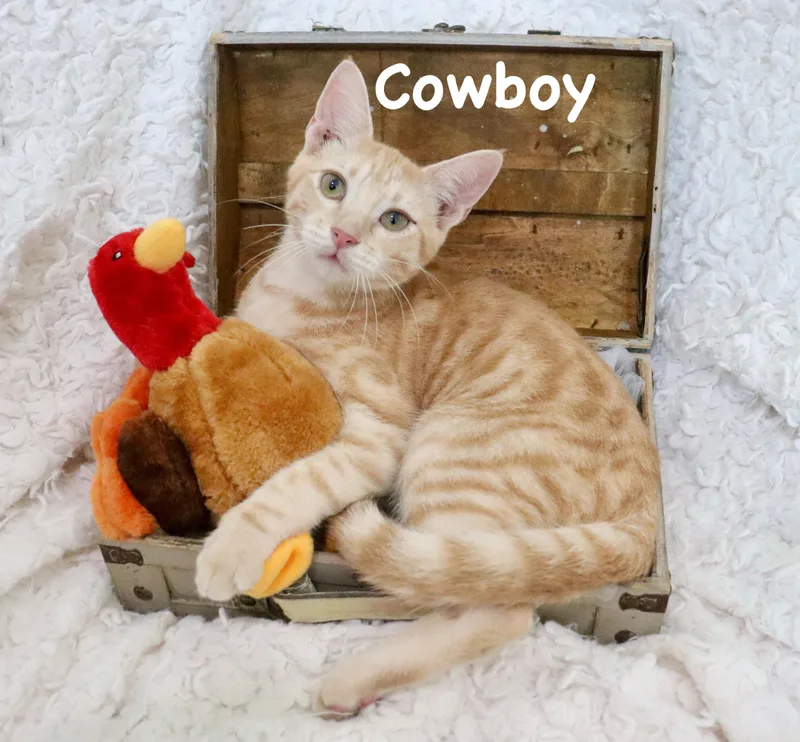 Cowboy thumbnail 3