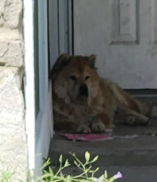 Lady