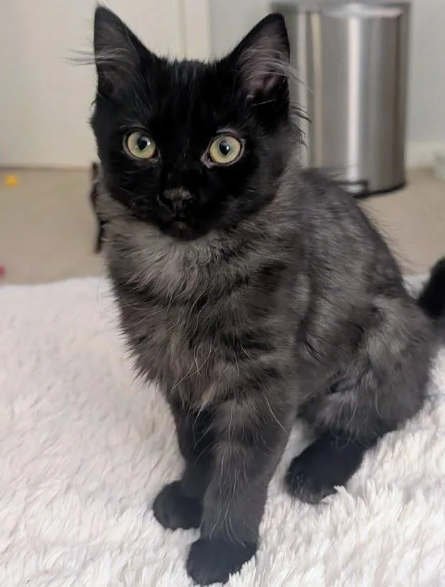 A baby medium-sized male Domestic Medium Hair cat named Starsky for adoption in Youngsville, NC