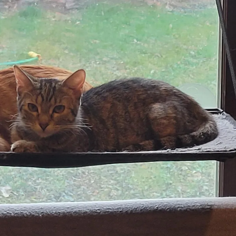 A young small-sized female Torbie Domestic Short Hair cat named Barcelona for adoption in St. Paul, MN