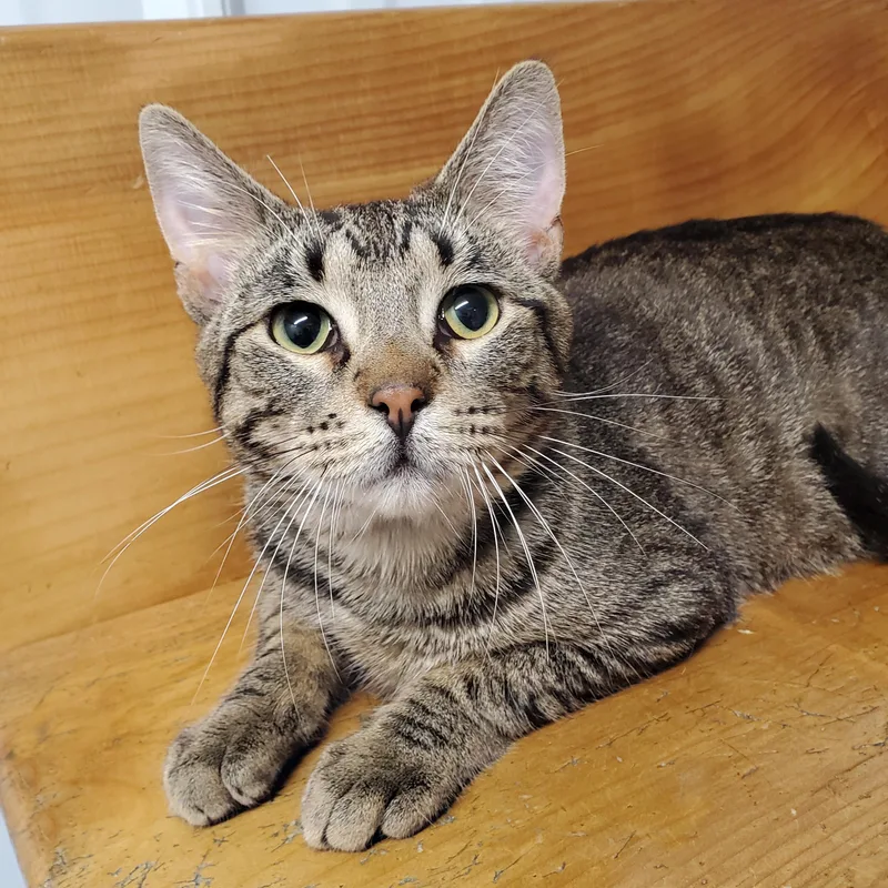 A young medium-sized male Brown / Chocolate Domestic Short Hair cat named Marty for adoption in Marseilles, IL