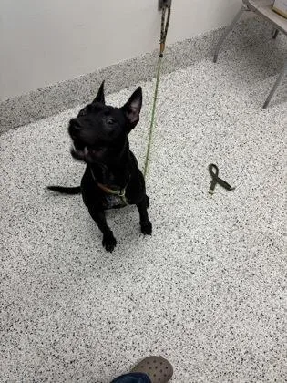 A young medium-sized male Shepherd dog named Diesel for adoption in Atlanta, GA