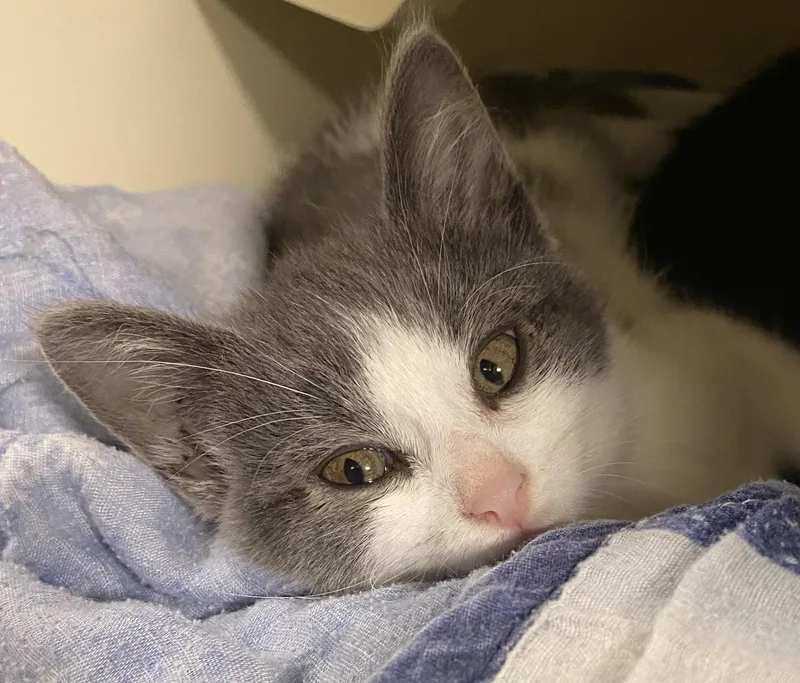 A baby medium-sized female Gray & White Domestic Short Hair cat named Baa for adoption in Port Washington, WI