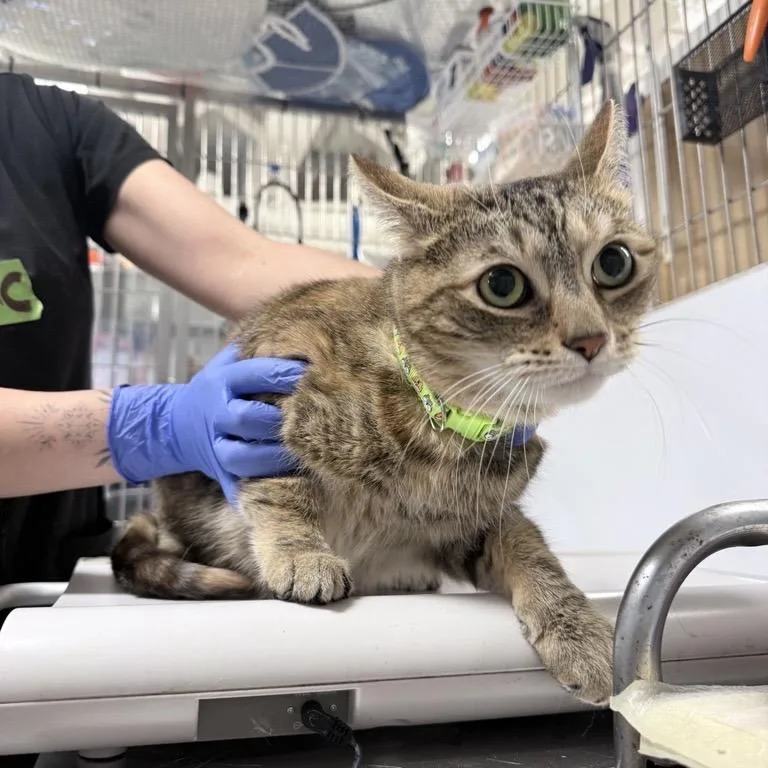 An adult medium-sized female Calico Domestic Short Hair cat named Cali for adoption in New York, NY