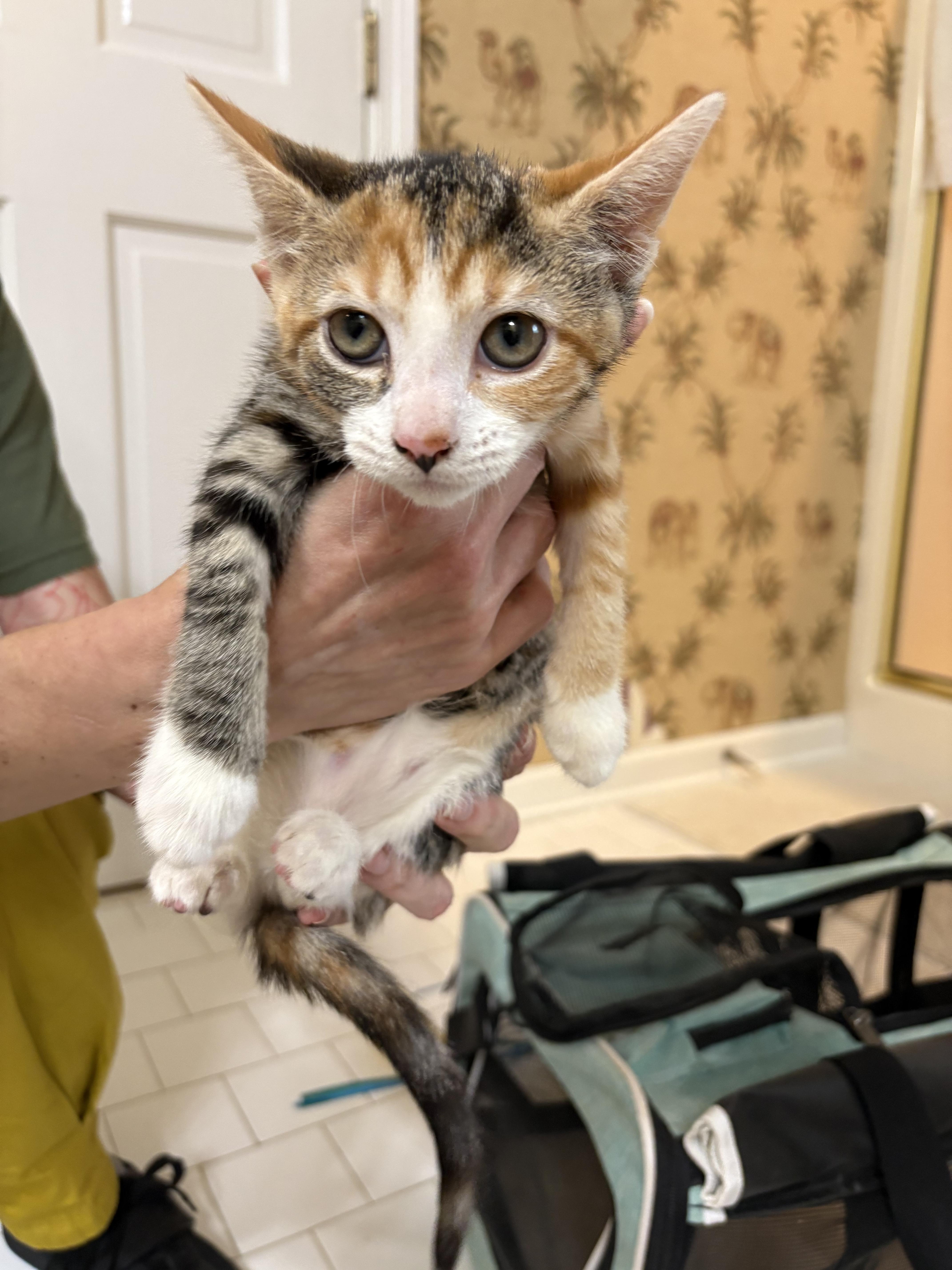 A baby small-sized female Domestic Medium Hair cat named Gia for adoption in Winder, GA