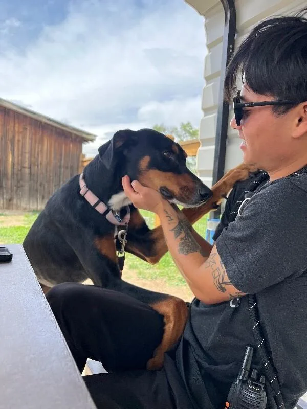An adult medium-sized male Tricolor (Brown, Black, & White) Doberman Pinscher dog named Rafael for adoption in Fort Collins, CO