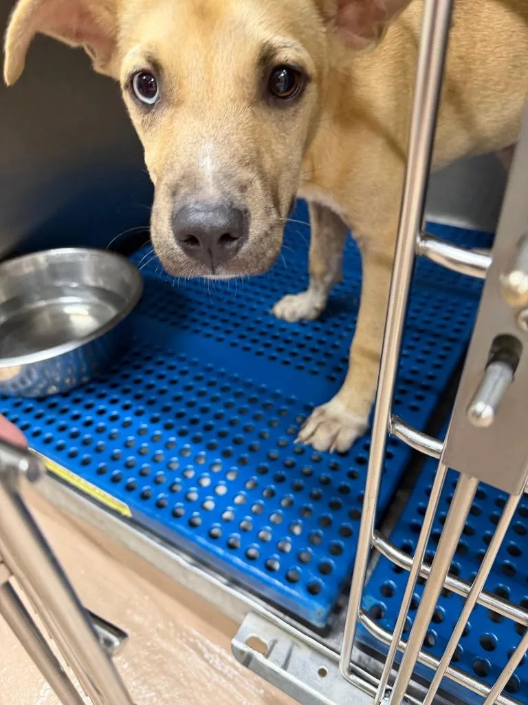 A baby large-sized female Black Mouth Cur dog named Maple for adoption in Nacogdoches, TX