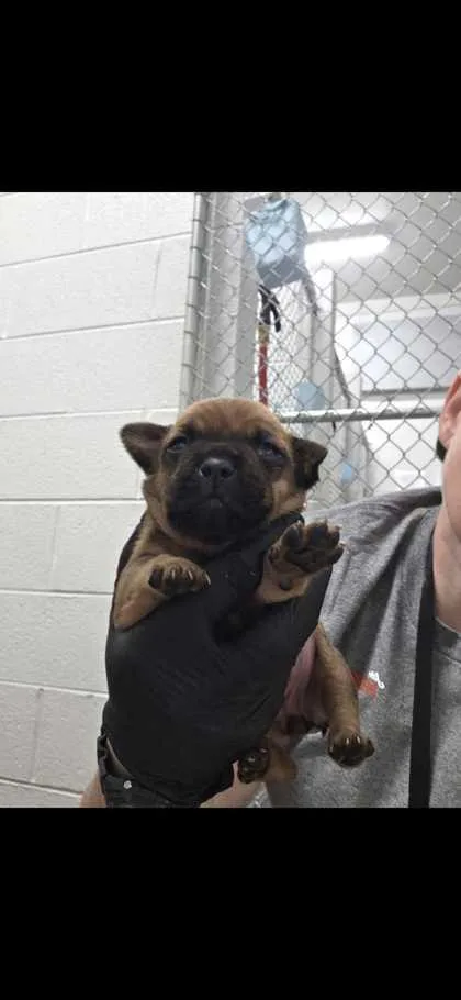 A baby small-sized female Chihuahua dog named Bo Peep for adoption in Sevierville, TN