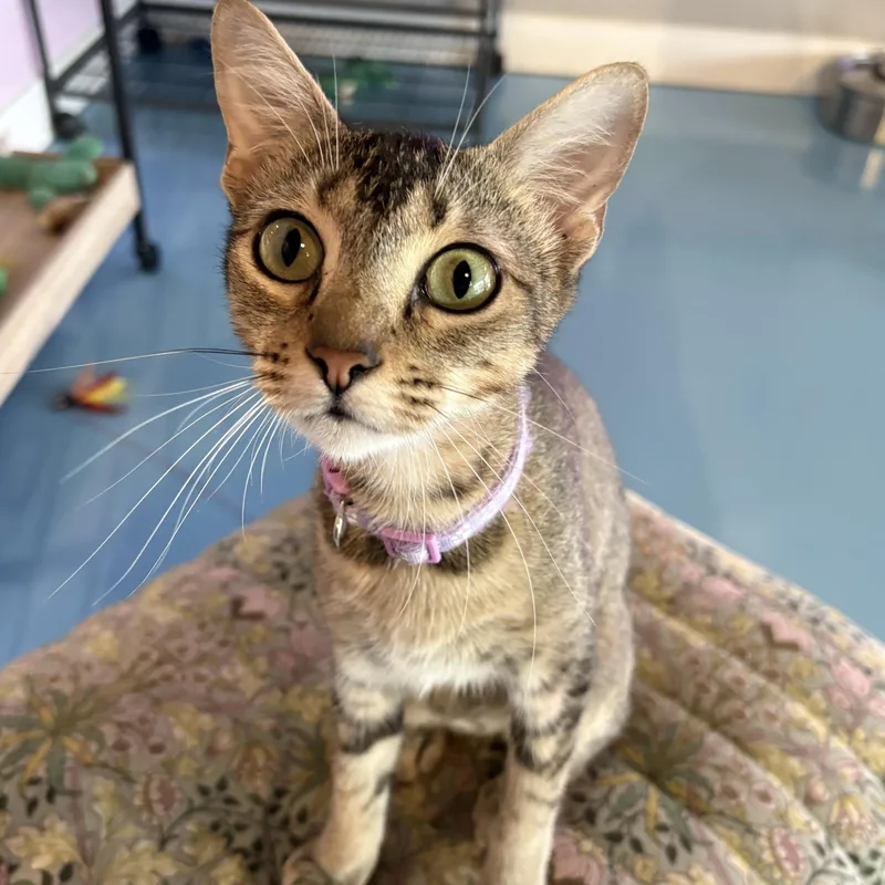 A young medium-sized female Tabby (Buff / Tan / Fawn) Abyssinian cat named Maple for adoption in Liverpool, TX