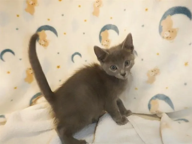 A baby small-sized male Domestic Short Hair cat named Tuna Filet for adoption in San Jose, CA