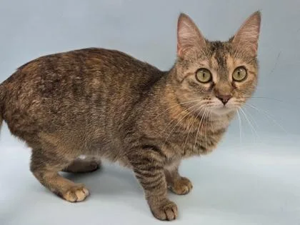 Mimi