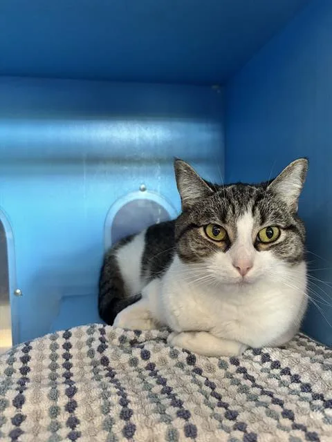 An adult medium-sized female Domestic Short Hair cat named Fern for adoption in Boston, MA