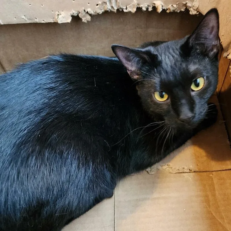 Cinderella thumbnail 2