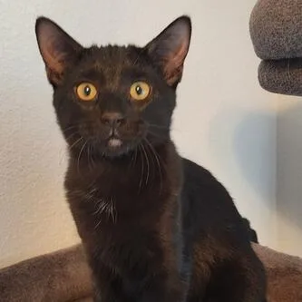 Cinderella thumbnail 3