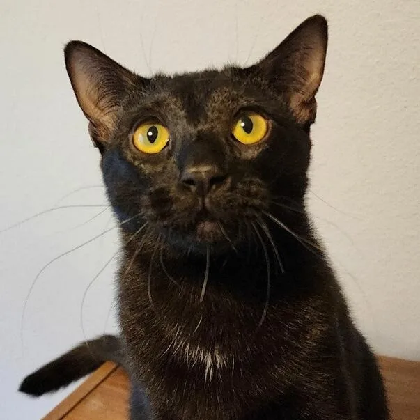 Cinderella thumbnail 4