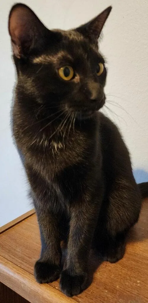 Cinderella thumbnail 5