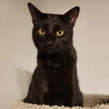 Cinderella thumbnail 6