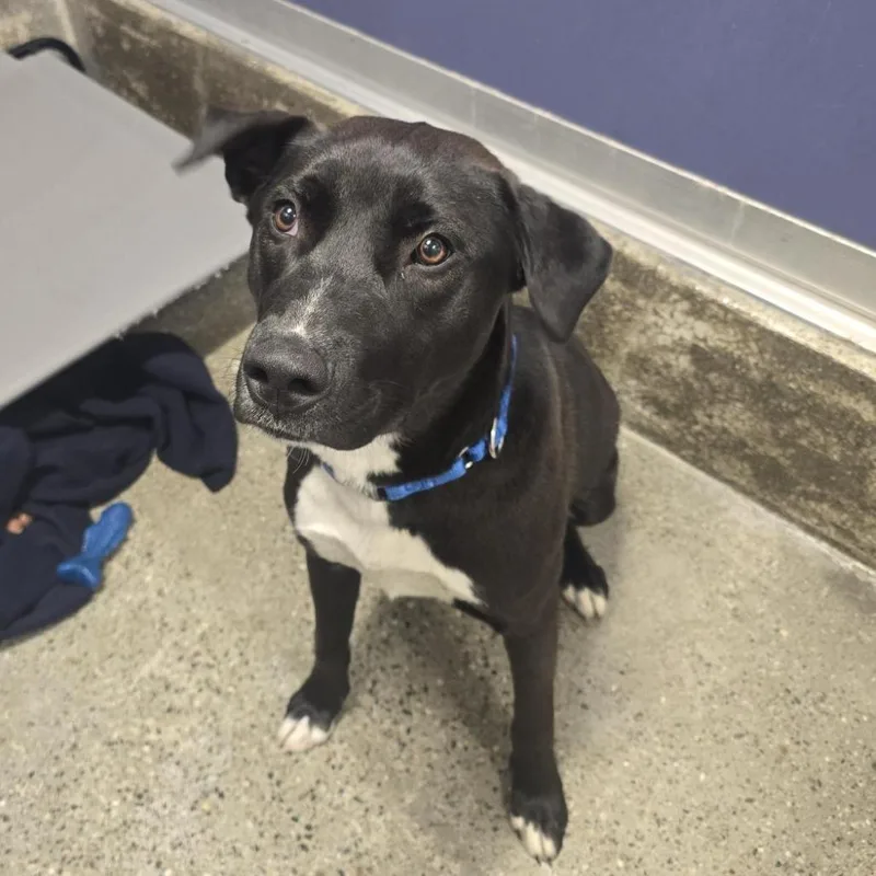 A young large-sized male Shepherd dog named Phoenix for adoption in Los Angeles, CA