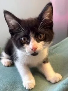 A baby small-sized male Domestic Short Hair cat named Oreo for adoption in Sidney, OH