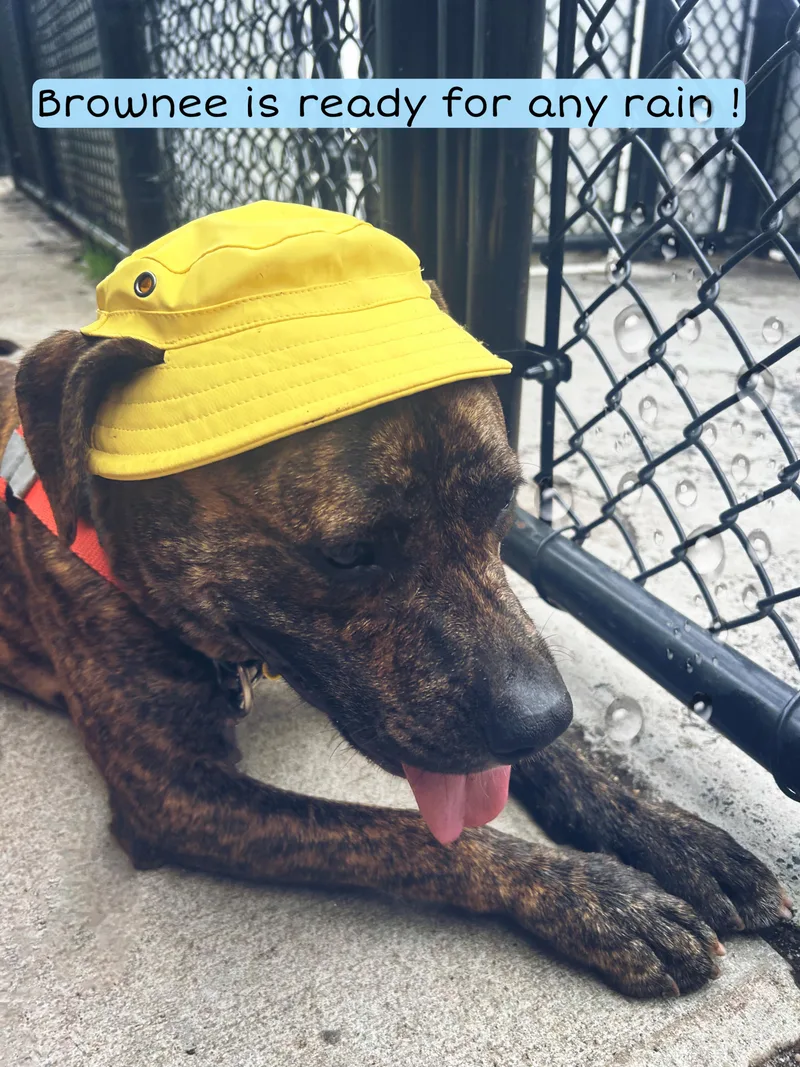 An adult large-sized male Brindle Pit Bull Terrier dog named Brownee for adoption in Amityville, NY