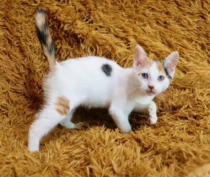 A baby medium-sized female Calico cat named Super Bubble for adoption in Saint Augustine, FL