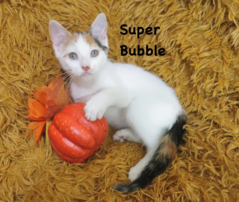 Super Bubble thumbnail 4