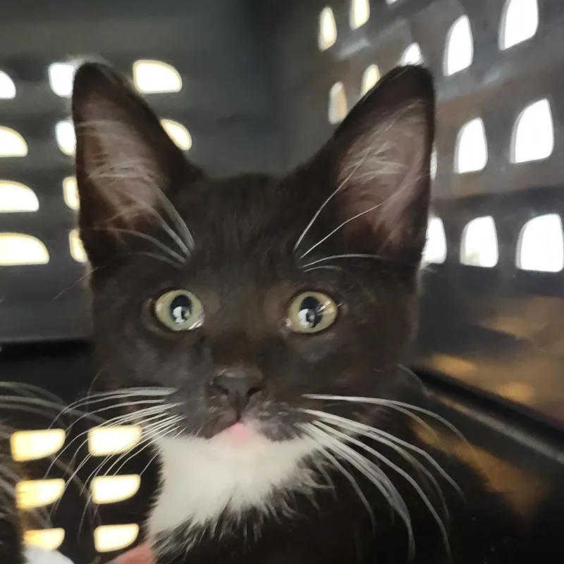 A baby small-sized female Black Domestic Short Hair cat named Bean for adoption in Milan, IL