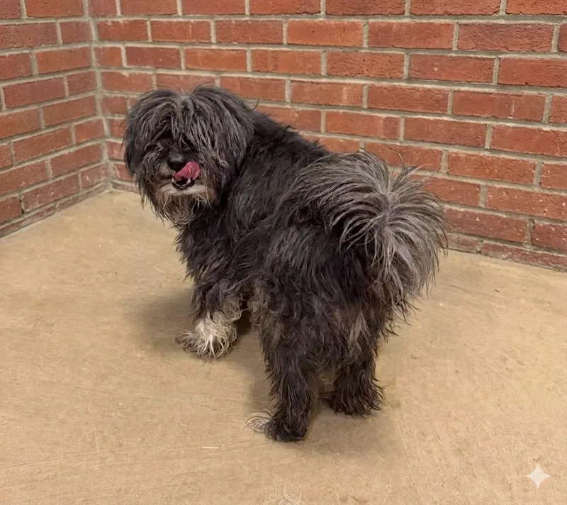 Fluffy
