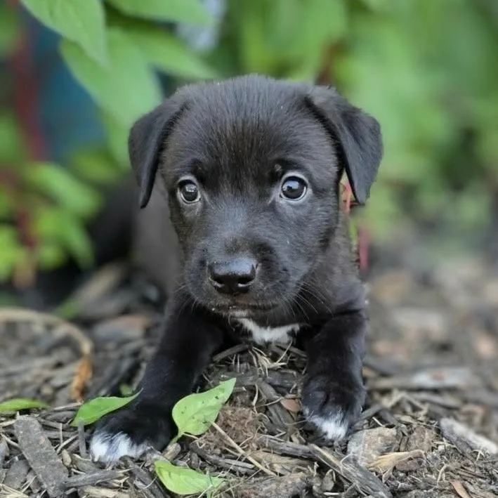 A baby medium-sized female Australian Shepherd dog named Arya for adoption in Griswold, CT