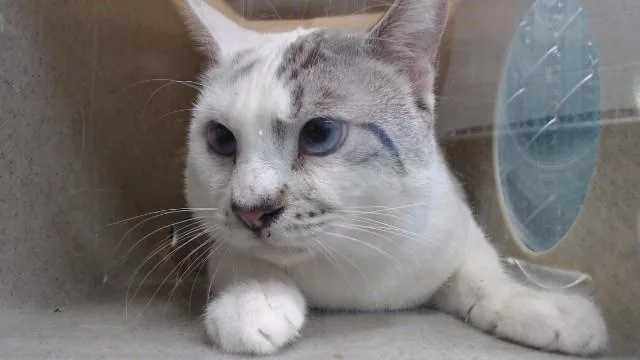 A young medium-sized male Domestic Short Hair cat named Tom for adoption in Downey, CA
