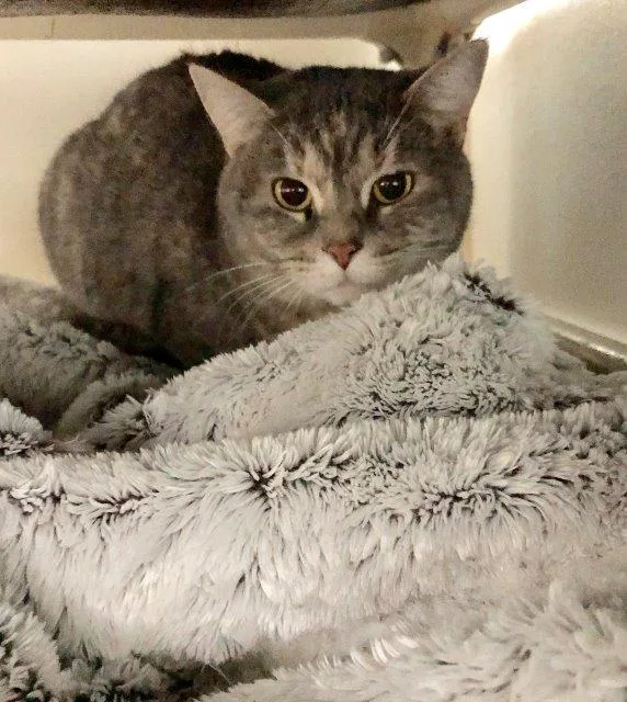 A senior large-sized female Domestic Short Hair cat named Salsa for adoption in Berlin, MD
