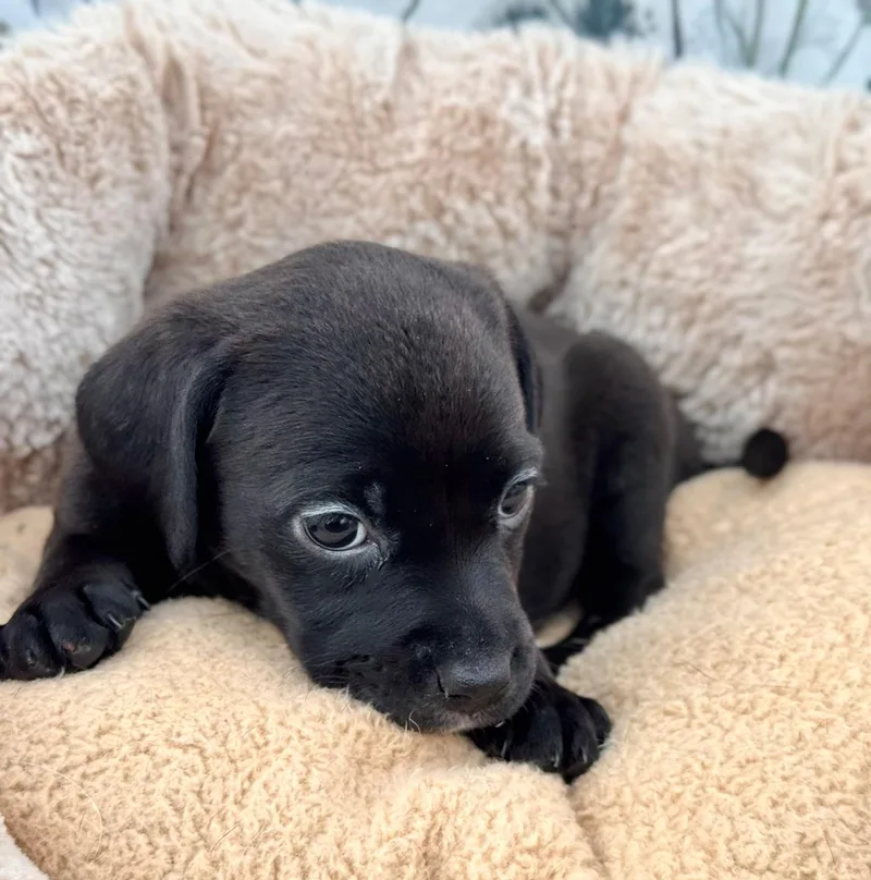 A baby small-sized female Black Puggle dog named Velvet for adoption in Southport, CT