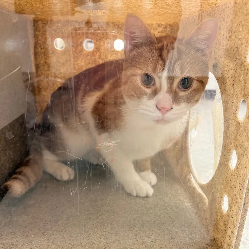 An adult medium-sized male Orange / Red Domestic Short Hair cat named Tango for adoption in Philadelphia, PA