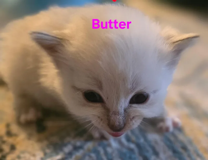A baby medium-sized female Brown / Chocolate Himalayan cat named Butter for adoption in Jamesville, NY