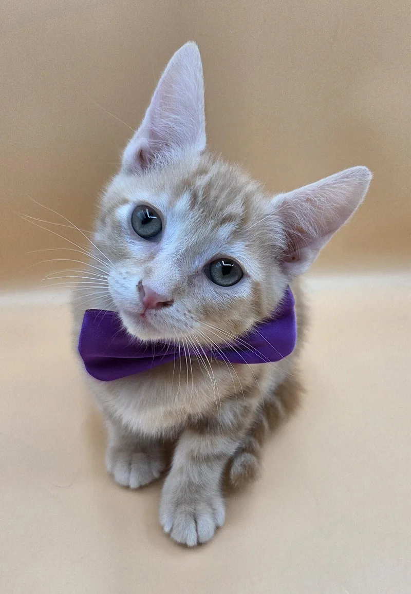 A baby medium-sized male Orange / Red Domestic Short Hair cat named Rascal for adoption in Magnolia Springs, AL