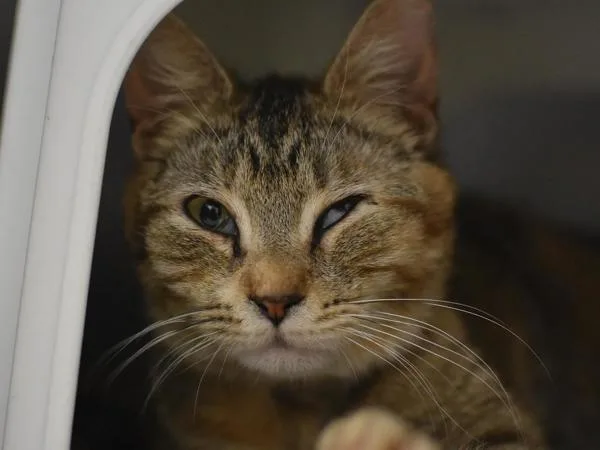 A young medium-sized female Domestic Short Hair cat named Tabitha for adoption in Portland, OR