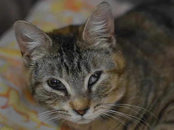 Tabitha thumbnail 2