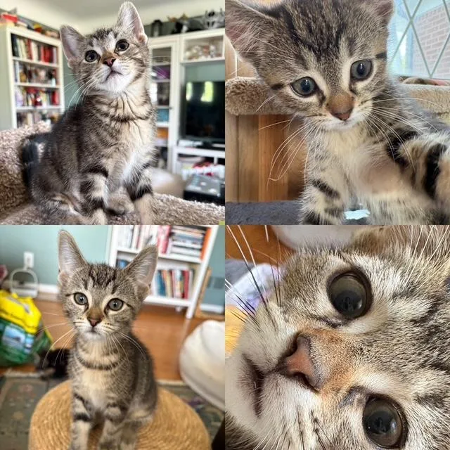 A baby medium-sized female Tabby (Brown / Chocolate) Tabby cat named Dolby for adoption in Wyandotte, MI